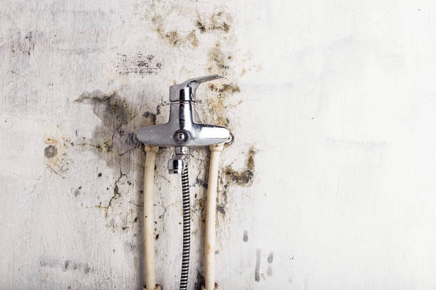 Best Commercial Mold Removal  in Plum Grove, TX
