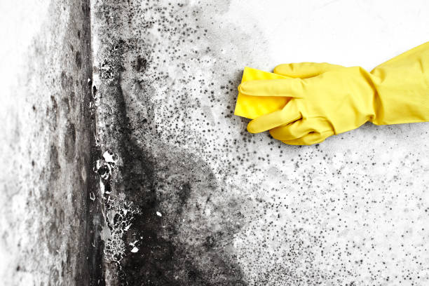 Best Residential Mold Removal  in Plum Grove, TX
