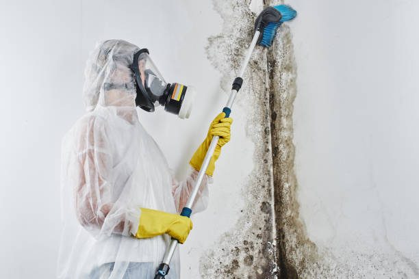 Best Mold Damage Repair  in Plum Grove, TX