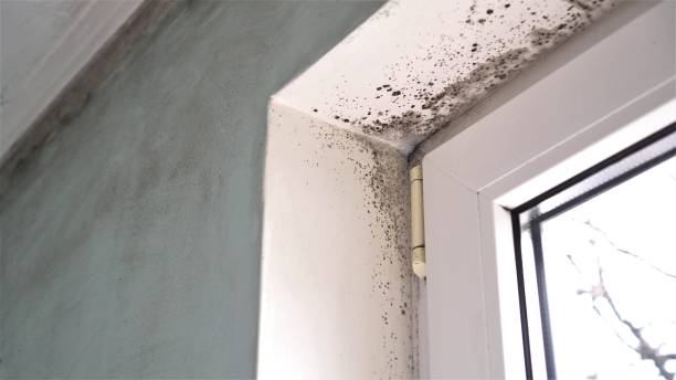 Best Same-Day Mold Removal  in Plum Grove, TX