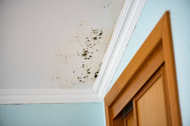 Professional Mold Removal in Plum Grove, TX