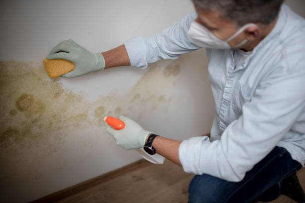 Best Local Mold Removal Service  in Plum Grove, TX