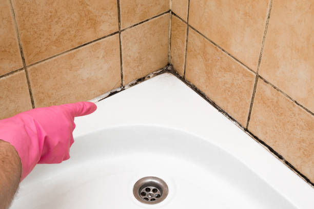 Best Mold Cleaning Services  in Plum Grove, TX